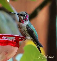 Small Birds Of Western Washington Male Anna S Hummingbird C Judycline 10 2018 Western Washington State Humming Bird Feeders Weird Animals Baby Animals Funny