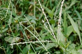 Image result for Digitaria seriata