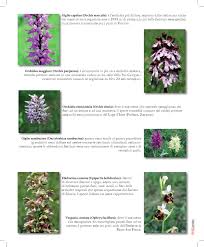 Vendo piantine/rizomi di iris japonica. Bergamomagazine N 0 By Bmag Issuu