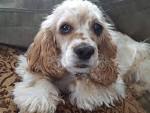 Oldies But Goodies Cocker Rescue