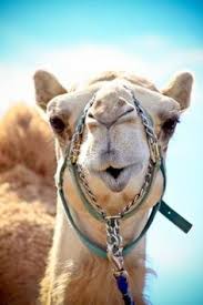 The manakin bird's mating dance includes a moonwalk. Step 12 Service And Gratitude Sahara The Camel