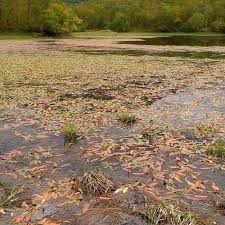 The weed rake is an aquatic rake designed to pull in freshly cut weeds… Comparison Of Lake Bottom Cleaning Tools Best Muck Cleaners Pond Informer