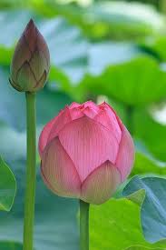 We believe in helping you find the product that is right for you. Atemberaubende Blume Wallpaper Fur Android Apk Herunterladen