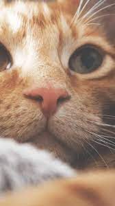 Pin On Mobile Iphone Cat Wallpapers