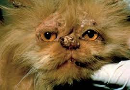 Mantar Enfeksiyonlari Kediler Kedi Diyabet Kediler Hakkinda Hersey