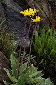 Image result for Haplocarpha scaposa