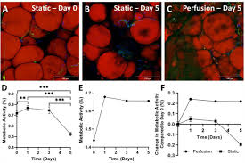 Maybe you would like to learn more about one of these? Engineering 3d Vascularized Adipose Tissue Construct Using A Decellularized Lung Matrix Biorxiv