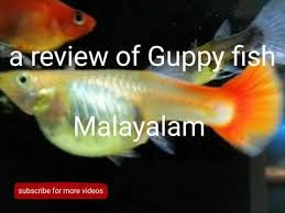 A Review Of Guppy Fish Malayalam Youtube