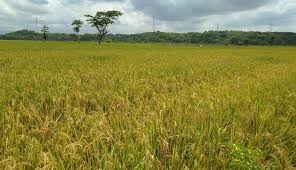 Tumbak baru klinthing iku asale saka apa. Lendah Tuah Baru Klinthing Rawa Jembangan Menjadi Berkah Masyarakat Gulurejo