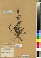 Image result for Cystostemon hispidissimus