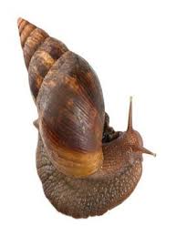 Houston Braces For Giant Snail Invasion Giant Snail Snail Giant African Land Snails