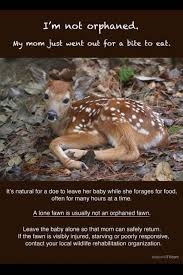 Fawns are born from april though june. Wildlife Vet Care It S The Time Of Year When White Tailed Deer Give Birth To Their Babies And We Re Already Receiving Calls From People Finding Orphaned Fawns Mother Deer Does Leave Their