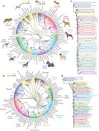 Large Dog Breed Chart Figure 1 Genome Wide Snp And Haplotype Analyses Reveal A Rich Dog Breeds Dog Breeds Chart Toy Dog Breeds