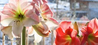 We did not find results for: 8 Rules For Overwintering Plants In A Garage Or Basement