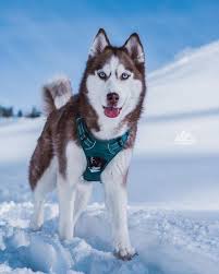 This Item Is Unavailable Cute Dog Pictures Husky Dogs Cute Dogs