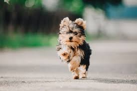 Weigh your yorkie puppy and then convert that weight into ounces. How Big Do Yorkie Poos Get Canna Pet