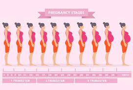 Pregnancy Body Changes Week 1 To Week 42
