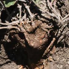 Image result for Commicarpus pentandrus