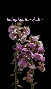 Image result for Eulophia horsfallii