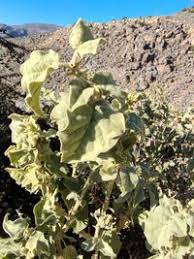 Image result for Solanum campylacanthum 'incanum type'