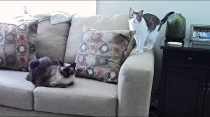 There are three primary ways to keep a cat from scratching furniture: How To Stop Cats From Scratching Furniture Youtube