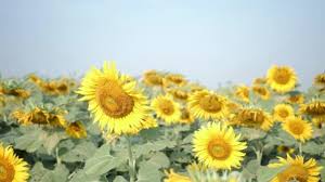 (bobo.id) • bogor dan sukabumi diprediksi diguyur hujan. Ladang Bunga Matahari Alam Stok Video Ladang Bunga Matahari Alam Rekaman Bebas Royalti Depositphotos