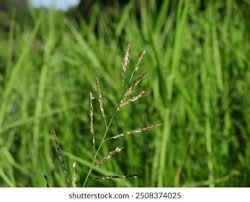 Image result for Eriochloa procera