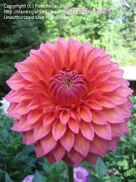 The majority of russians celebrate the new year's day with the rest of the world on the 1st of january. Dahlias Happy Birthday Granny 1 By Poochella