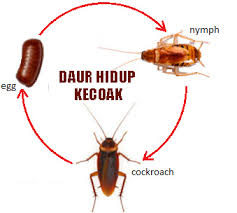 Daur Hidup Nyamuk Katak Kupu Kupu Kecoak Dan Kucing Belajar Daur Hidup Hewan Aftanalisis