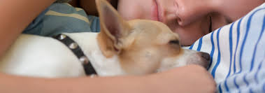 Just like in humans, hiccups in dogs are caused by uncontrollable spasms of the diaphragm. Should You Let Your Dog Sleep In Your Bed Hill S Pet
