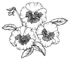 Birth Month Flower Grow Kit Australia To Draw A Pansy Examine The Illustration Of A Pansy Before Proceeding To Step 1 Flower Drawing Pansies Drawings