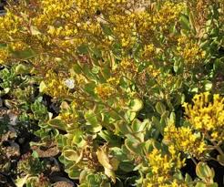 Image result for Kalanchoe rotundifolia