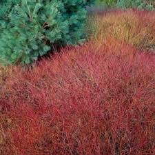 Image result for Sericorema sericea