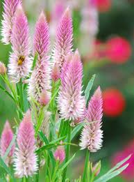 Image result for Celosia