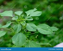 Image result for Acalypha indica