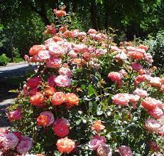 This helps the rose bush survive in colder climates. Interactive Map Showcases Avery Park S Famous Rose Garden Corvallis Oregon