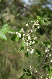 Image result for Clematis hirsuta