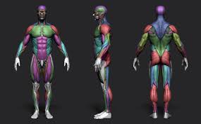 Anatomy of male internal organs, human anatomy, anatomy of male internal organs. A Tool For Male Anatomy References