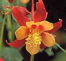 Pin On Plant Wish List