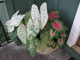 Tips For Growing Fancy Leaf Caladiums Caladium Garden Caladium Plants