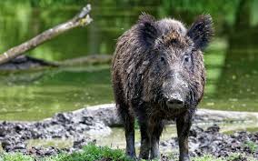Le sus scrofa attila appartient à la famille le sus scrofa avait un impressionnant poids de plus de 350 kg. Definition Sanglier Sus Scrofa Futura Planete