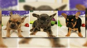 Vaccines will be started at 6 weeks of age (no lepto). 12 News On Twitter 5 French Bulldog Puppies Stolen From Arizona Mills Mall Https T Co Otxse9gz7c