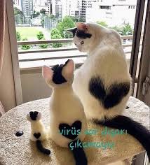 Gul Celik Adli Kullanicinin Cute Animals Panosundaki Pin 2020 Komik Kedi Resimleri Kediler Ve Yavrulari Cok Sirin Hayvanlar