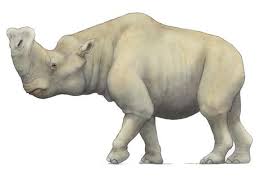 An average brontotherium stands 8 feet tall and 16 feet long, weighing around 7,000 pounds. Pin On Rocks And Fossils