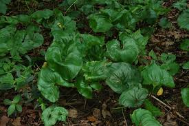 Image result for Chlorophytum stenopetalum