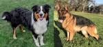 PuppyFind | English Shepherd Puppies for Sale