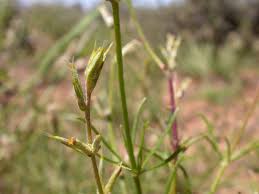 Image result for Sericorema sericea