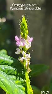 Image result for Cyamopsis