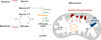 Find updated content daily for tell me about carbohydrates Frontiers The Role Of Muscle In Insect Energy Homeostasis Physiology