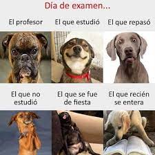 Publicacion De Instagram De Imagenes Bonitas 27 De May De 2019 A Las 9 26 Utc En 2020 Memes De Perros Chistosos Selfie Gato Animales Bonitos